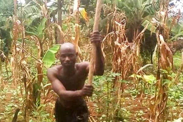 Adrien Nimpagaritse dans son champ à Butaganzwa