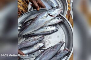 A woman holds in her hands a large plate of fish, which have become very expensive in Rumonge following the persistent fuel shortage (SOS Médias Burundi)
