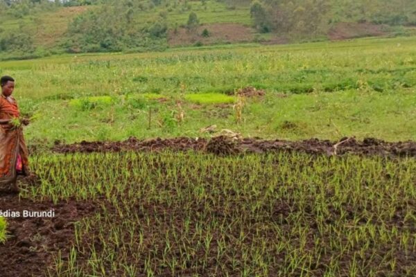 A farmer in a rice field in a swamp in northern Burundi (SOS Médias Burundi)