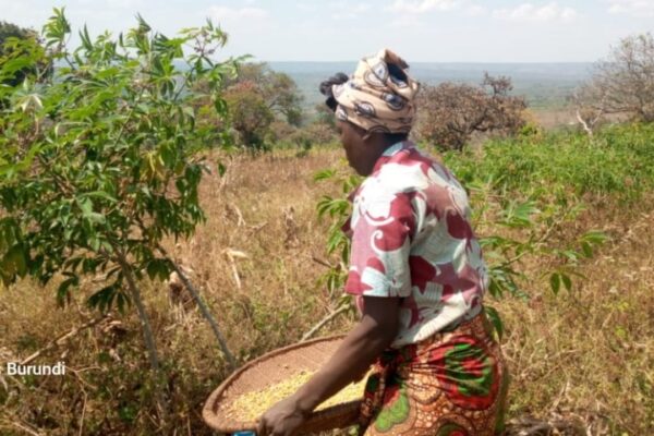 Tanzanie : aucun champ de haricots n’est plus acceptable dans les camps de réfugiés burundais
