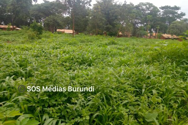 Grass that has blocked the old paths leading to homes in Nduta camp in Tanzania, December 2024 (SOS Médias Burundi)