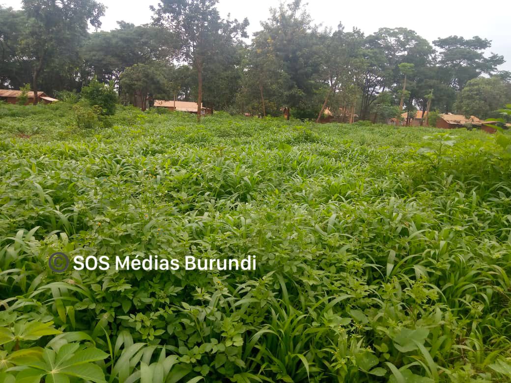 Grass that has blocked the old paths leading to homes in Nduta camp in Tanzania, December 2024 (SOS Médias Burundi)