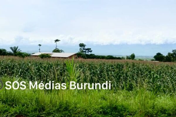 Buganda : three families reclaim their land occupied by dignitaries close to the government