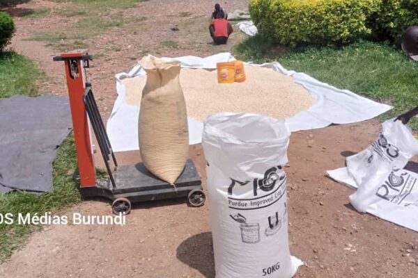 Un point de vente du maïs réservé à l'ANAGESSA dans l'ouest du Burundi © SOS Médias Burundi