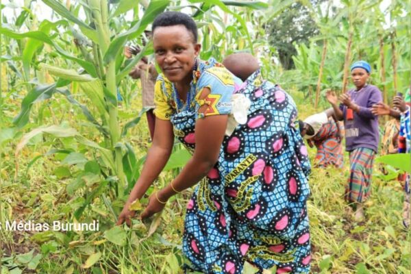 Une cultivatrice dans un champ de maïs en province de Kirundo au nord du Burundi