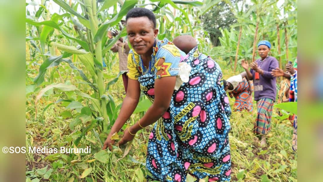 Une cultivatrice dans un champ de maïs en province de Kirundo au nord du Burundi