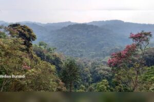 Une vue de la forêt de la Kibira, dans le nord-ouest du Burundi, où opèrent des groupes rebelles rwandais retranchés depuis plusieurs années © SOS Médias Burundi