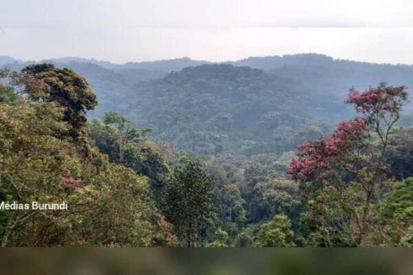 Une vue de la forêt de la Kibira, dans le nord-ouest du Burundi, où opèrent des groupes rebelles rwandais retranchés depuis plusieurs années © SOS Médias Burundi