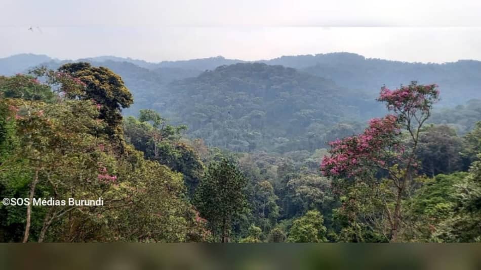 Une vue de la forêt de la Kibira, dans le nord-ouest du Burundi, où opèrent des groupes rebelles rwandais retranchés depuis plusieurs années © SOS Médias Burundi