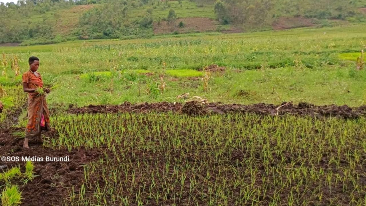 Une Burundaise dans un champ réservé à la culture du riz et des pommes de terre dans un marais au nord du Burundi © SOS Médias Burundi